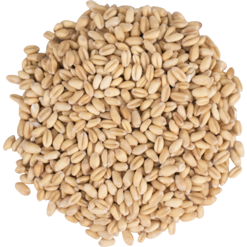 Voyager (AU) Raw Wheat per kg