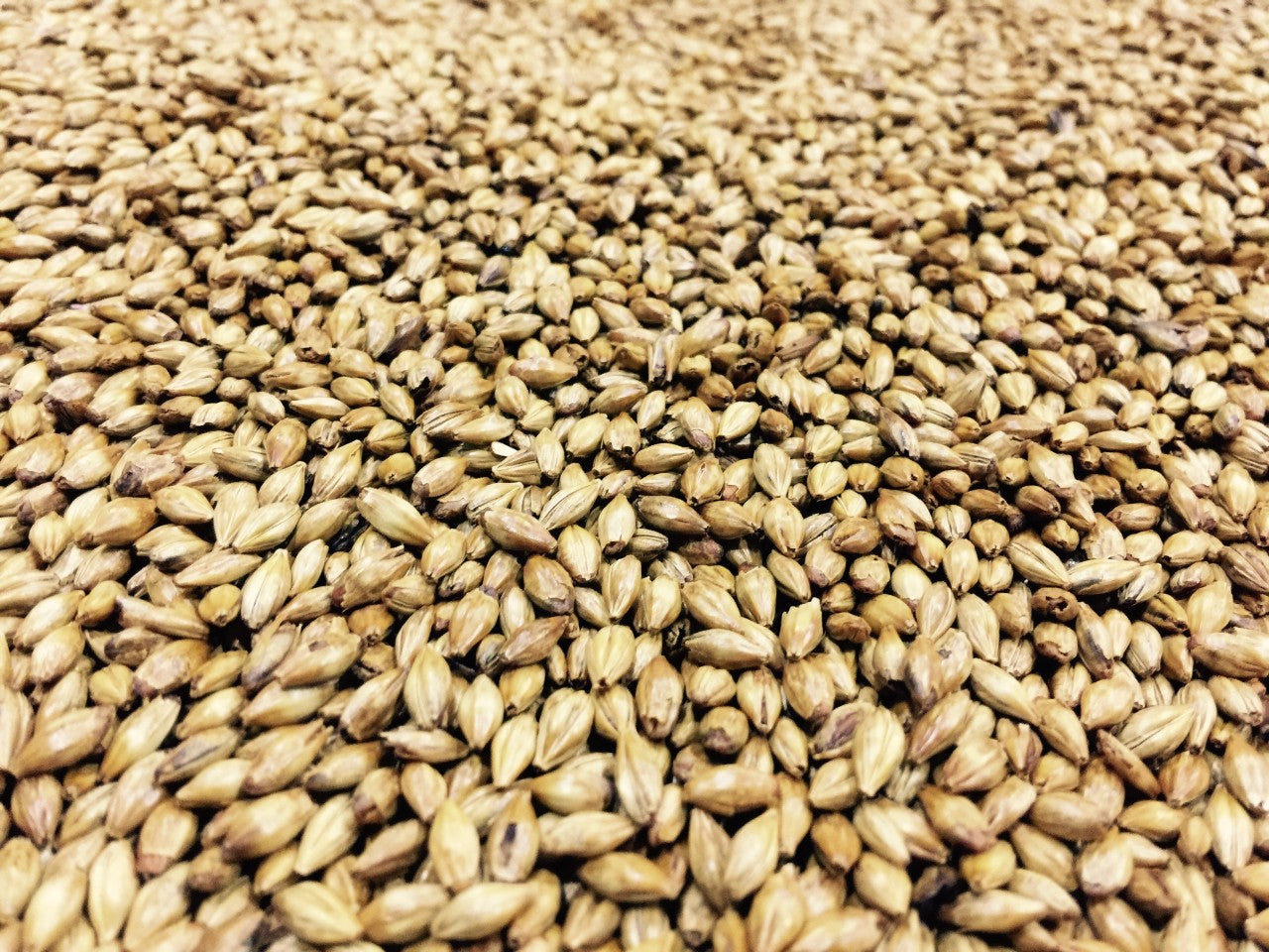 Voyager (AU) Roasted Barley